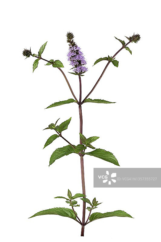 薄荷植物的叶子和花图片素材