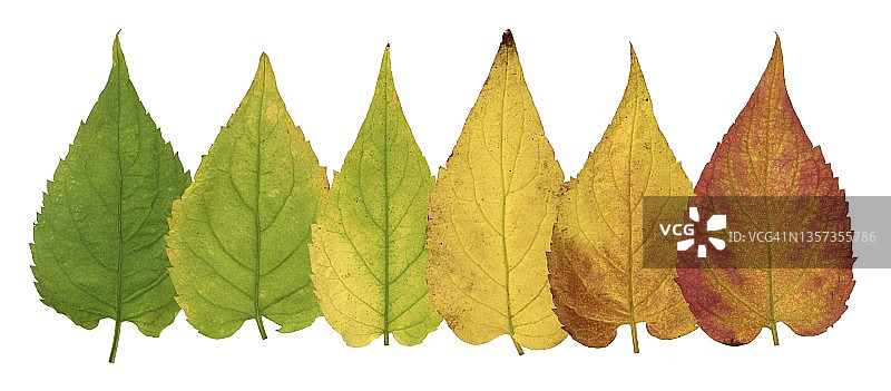 德国白木紫菀（Eurybia divaricata），带有秋色叶子的图片图片素材