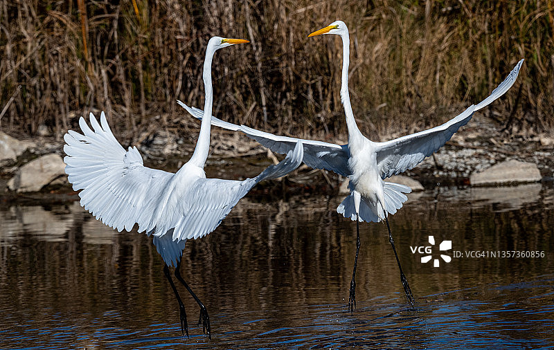相互追逐的大白鹭图片素材