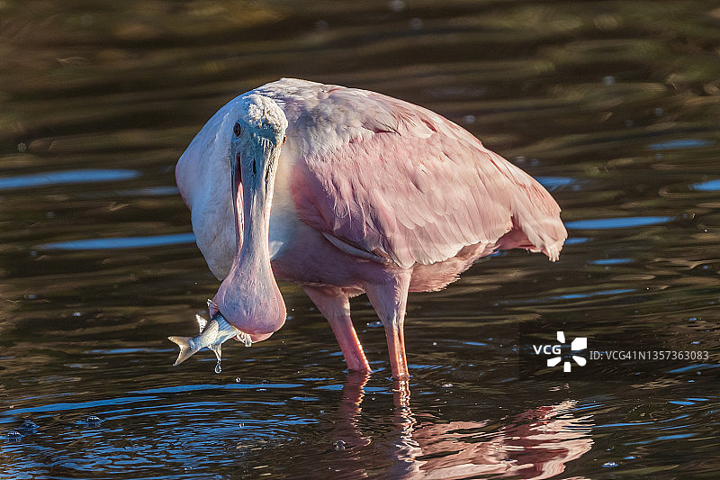 琵鹭捕鱼图片素材