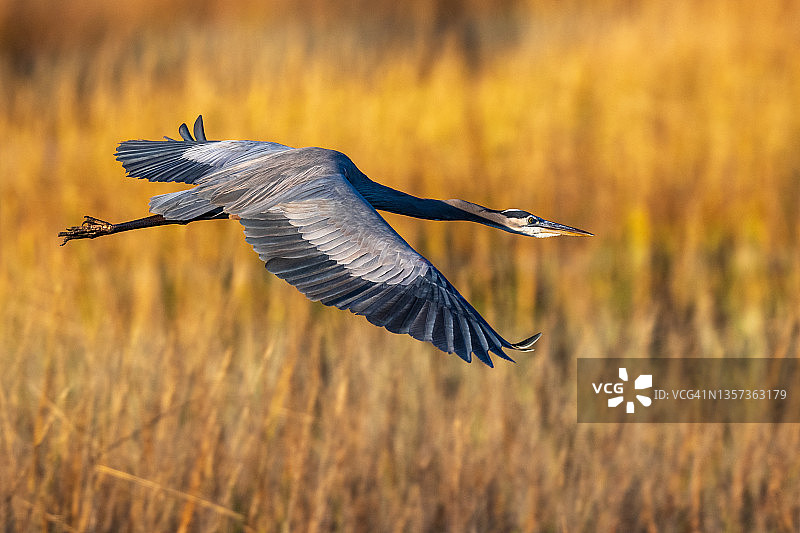 飞过盐沼草地的蓝鹭图片素材