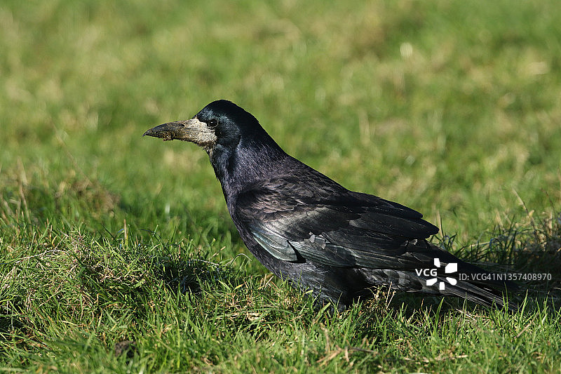 秃鼻乌鸦在农民的田地里觅食，那里有奶牛在吃草图片素材
