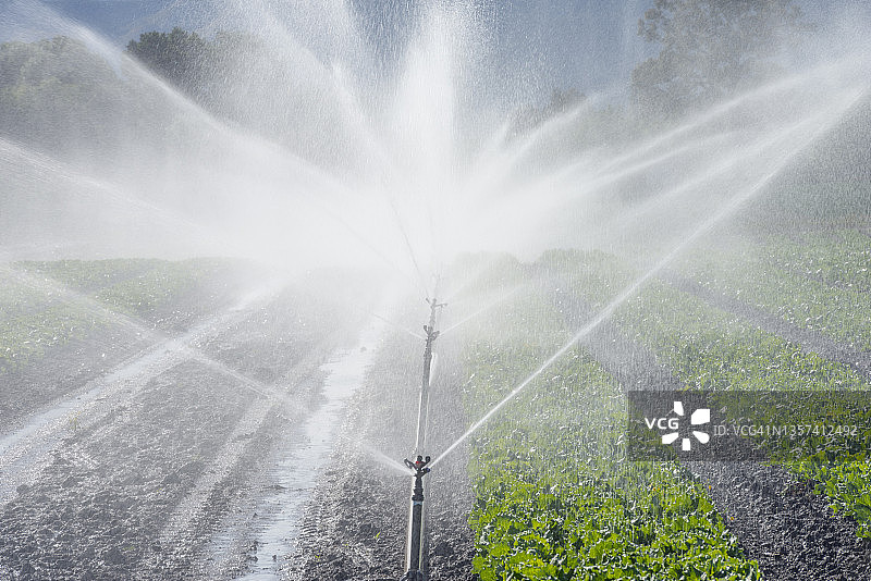 灌溉喷头在肥沃的农田上浇灌作物，塔斯曼地区，新西兰南岛图片素材