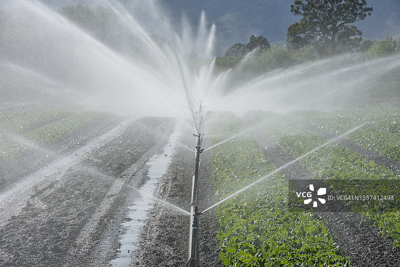 灌溉喷头在肥沃的农田上浇灌作物，塔斯曼地区，新西兰南岛图片素材