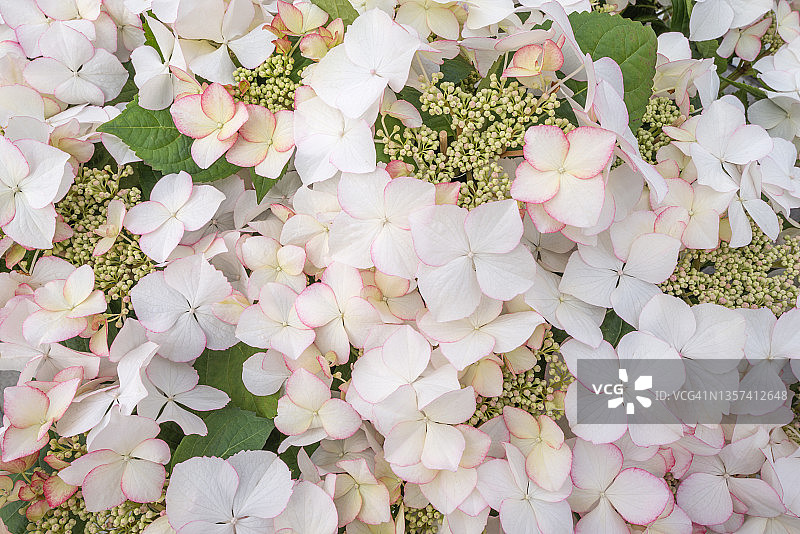 绣球花特写，荷兰图片素材