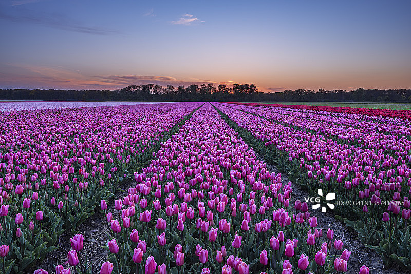 荷兰南部的日出时分盛开的郁金香花田图片素材