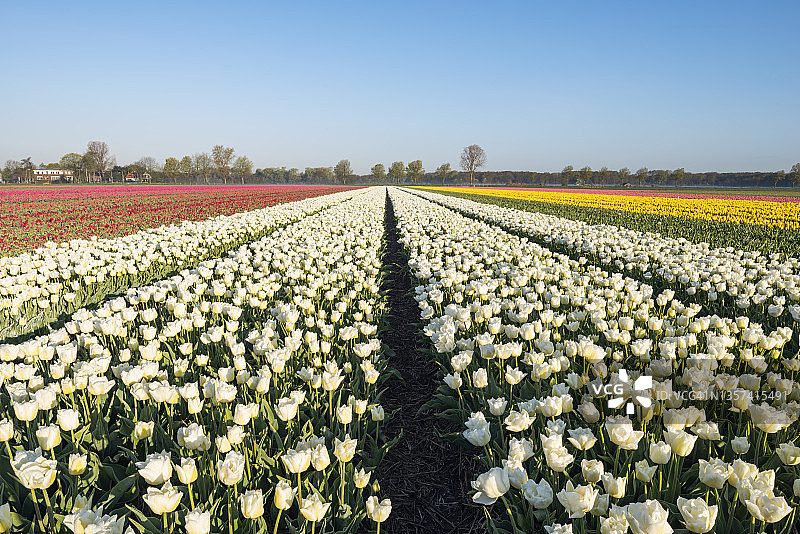盛开的郁金香田。荷兰南荷兰省。图片素材