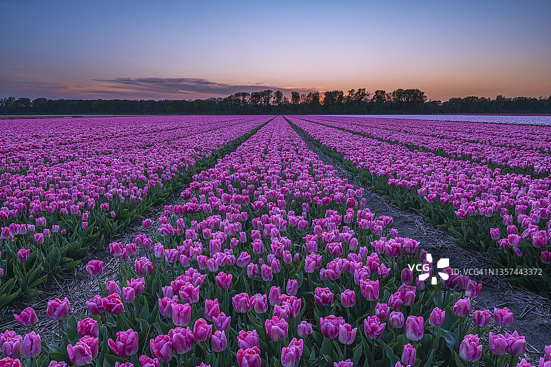 荷兰南部的日出时分盛开的郁金香花田图片素材