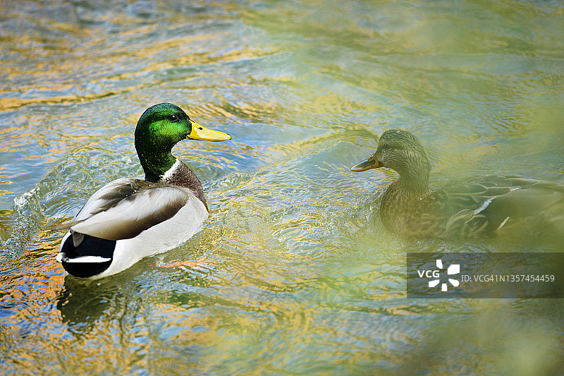 锡安国家公园的绿地上的鸭子图片素材