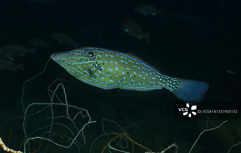 涂鸦Filefish图片素材