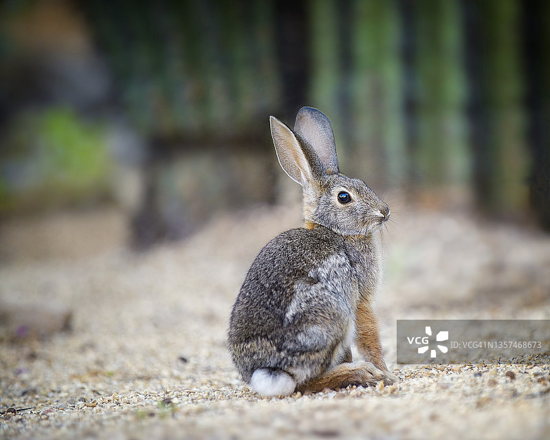 亚利桑那州斯科茨代尔的可爱棉尾兔和仙人掌图片素材