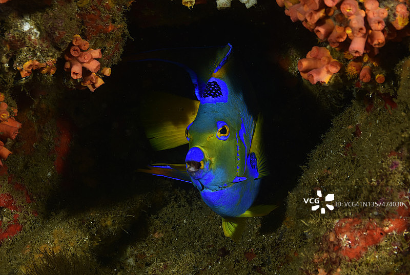 女王神仙鱼图片素材