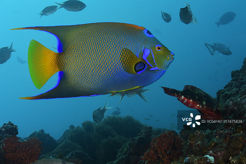 女王神仙鱼图片素材