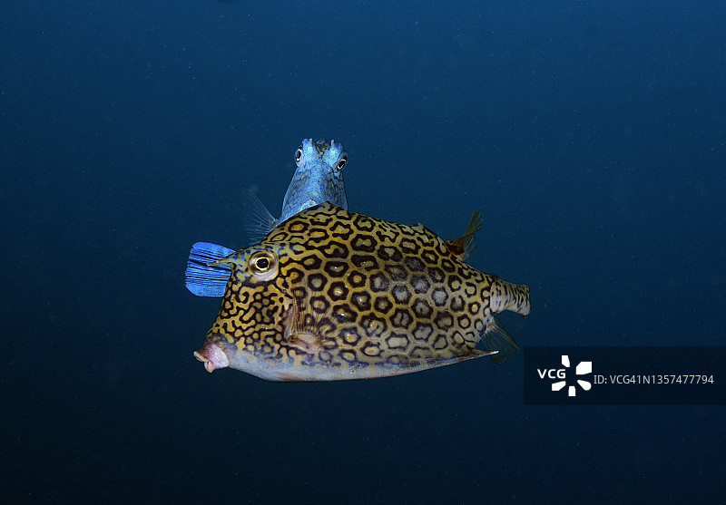 箱鲀交配图片素材