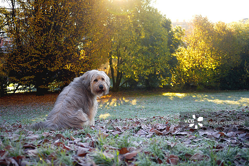 冬季花园里的贝加马斯科犬图片素材