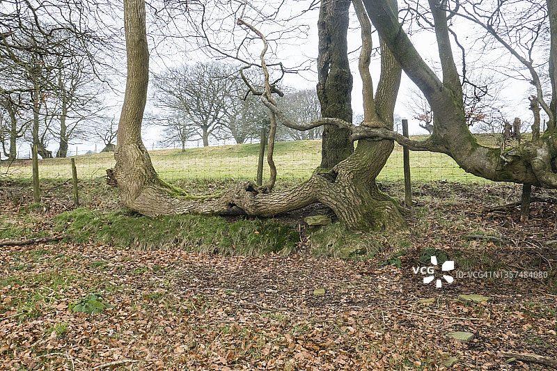 路边长成的残留树篱；图片来自英国南威尔士布莱瑙格温特锡霍伊谷步道，一月图片素材
