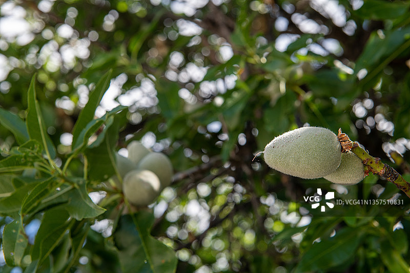 杏树上的杏仁图片素材