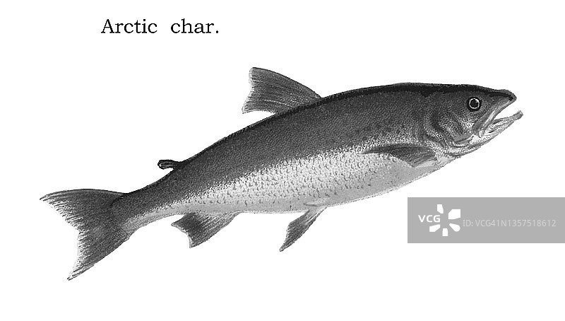 北极红点鲑的古老彩石版画图片素材