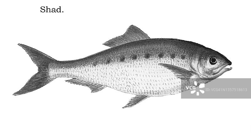 美洲西鲱古老雕刻插图图片素材