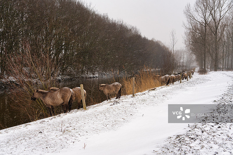 暴风雪中，骏马试图啃食灌木或树木的树皮以获取水杨酸来生存图片素材