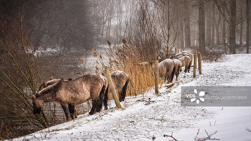 暴风雪中，骏马试图啃食灌木或树木的树皮以获取水杨酸来生存图片素材