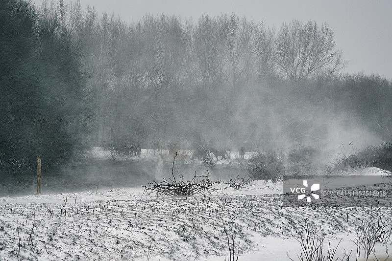 暴风雪中，骏马试图啃食灌木或树木的树皮以获取水杨酸来生存图片素材