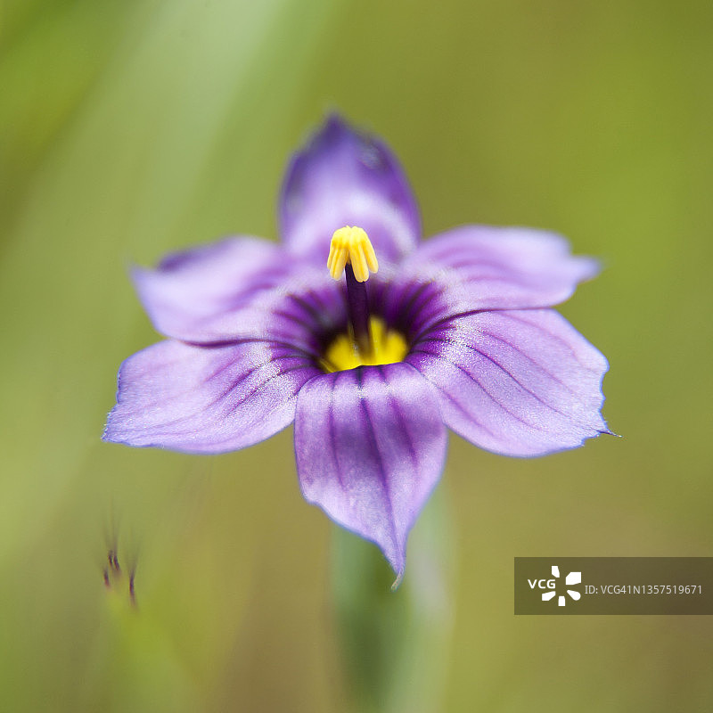 西部蓝眼草的单朵花图片素材