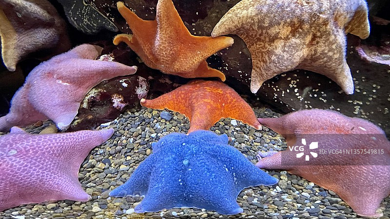 海星，俄勒冈海岸，俄勒冈州图片素材