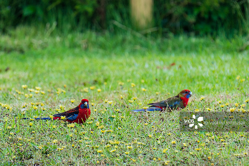 母亲和幼年深红玫瑰鹦鹉在地上图片素材