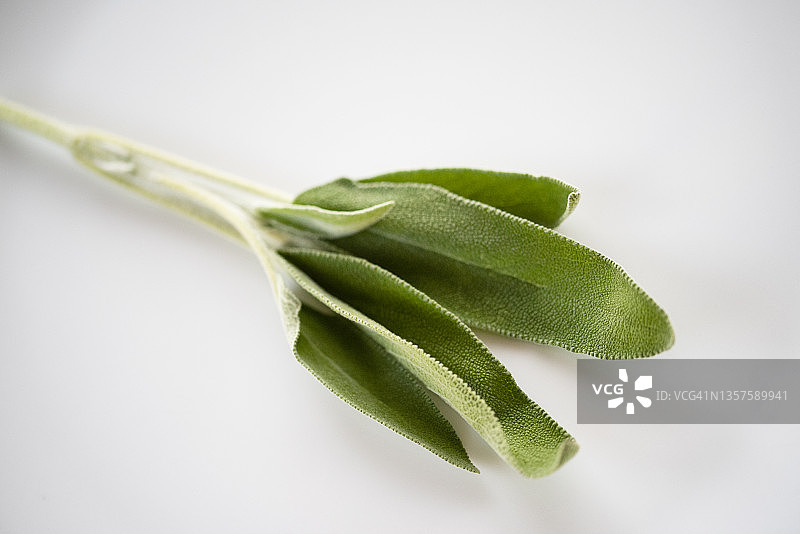 新鲜鼠尾草叶图片素材