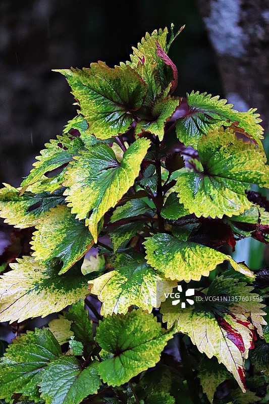 彩色彩叶草叶/花园图片素材