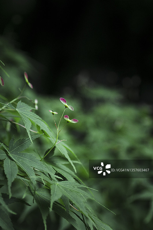 日本枫树种子图片素材