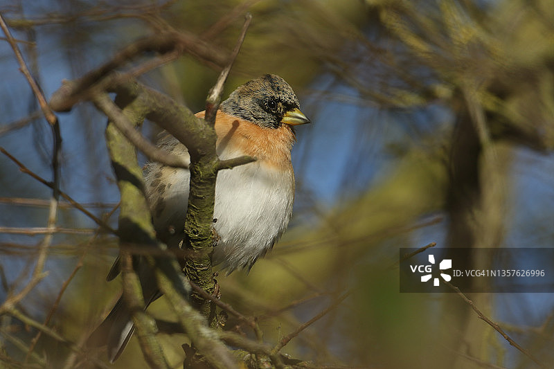 燕雀栖息在树枝上图片素材