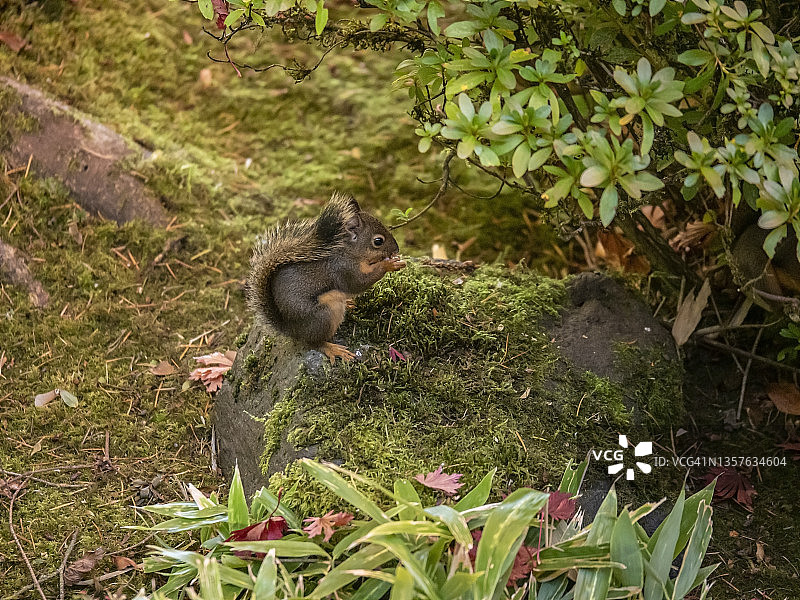花园里的松鼠图片素材