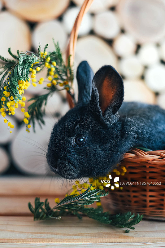 木质背景上的篮子里的小灰兔图片素材