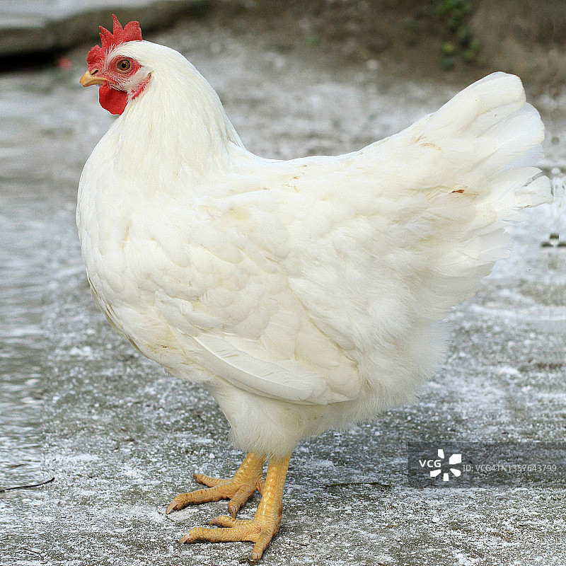 农场里的鸡图片素材