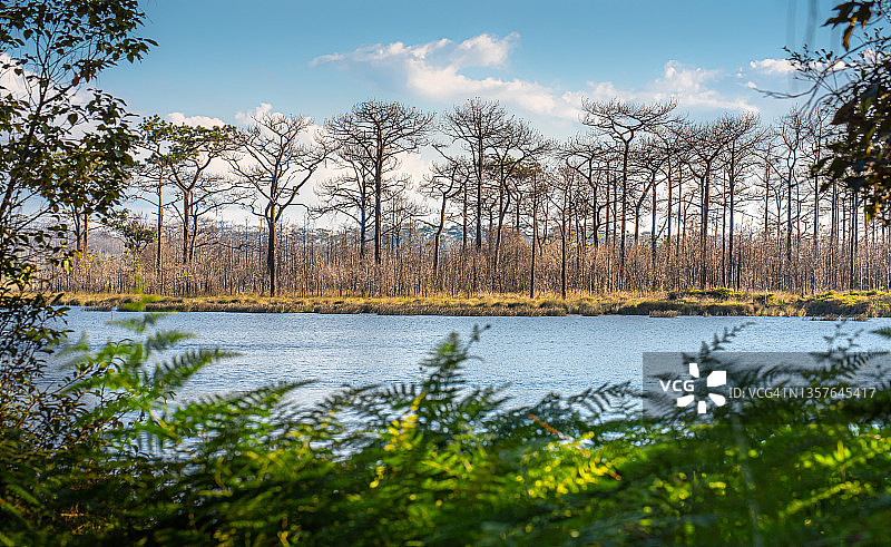 泰国黎逸府富甲登山顶湖泊松树蓝天自然风光图片素材