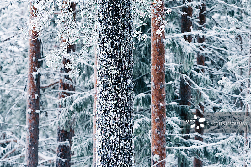 雪树图片素材图片素材