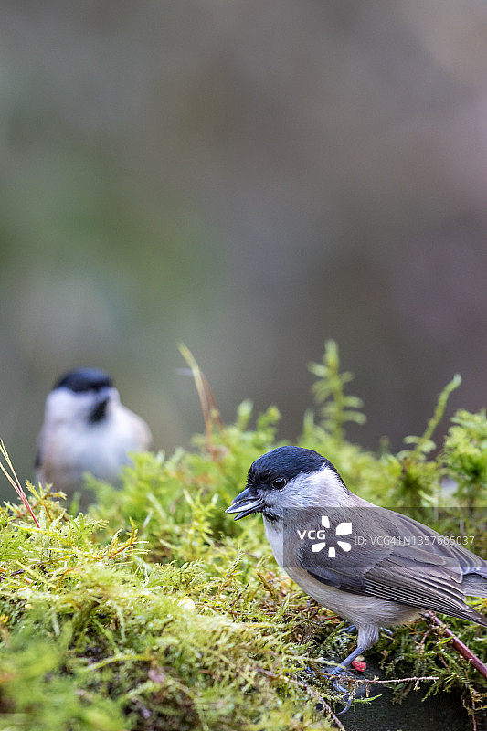 山雀（Poecile montanus）以苔藓为食图片素材