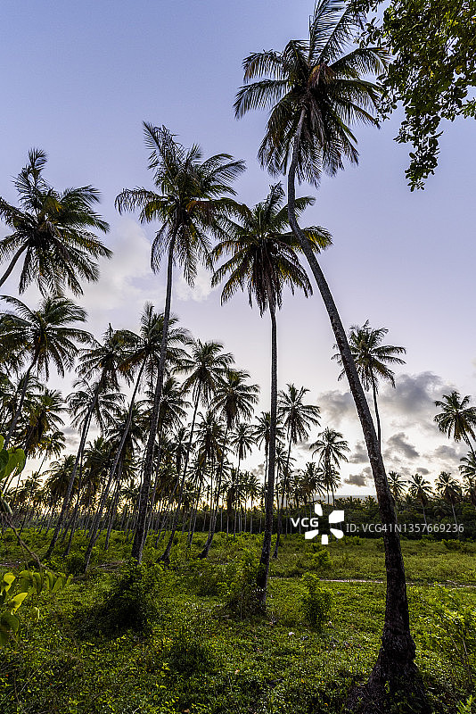 巴西巴伊亚州圣保罗椰子树风光图片素材