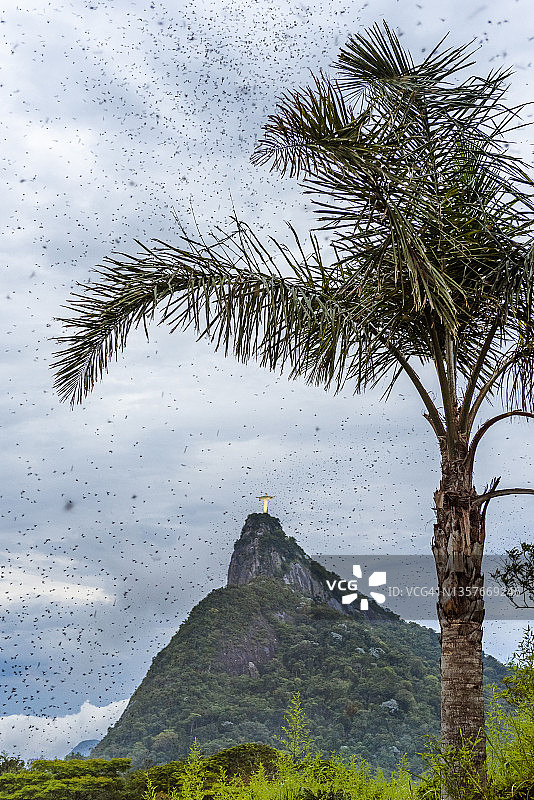 巴西里约热内卢科科瓦多山上成千上万只飞蚁图片素材