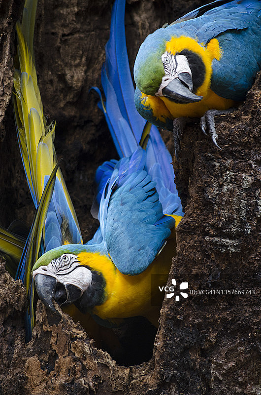 巴西巴拉那州伊瓜苏市鸟类公园的蓝黄金刚鹦鹉图片素材