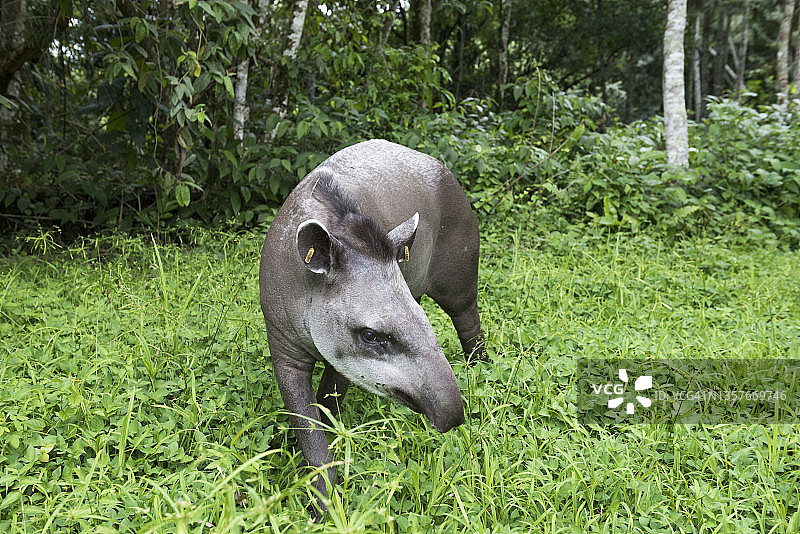 南美貘图片素材