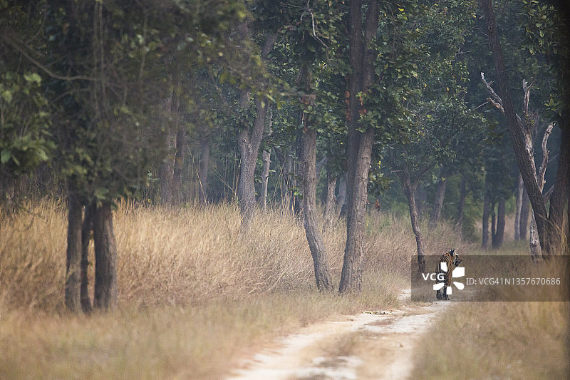 印度班达迦国家公园的孟加拉虎图片素材