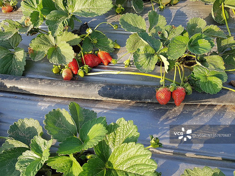以色列中部草莓季开始图片素材