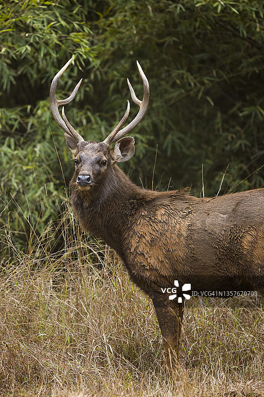 印度班达夫加尔国家公园的印度水鹿图片素材