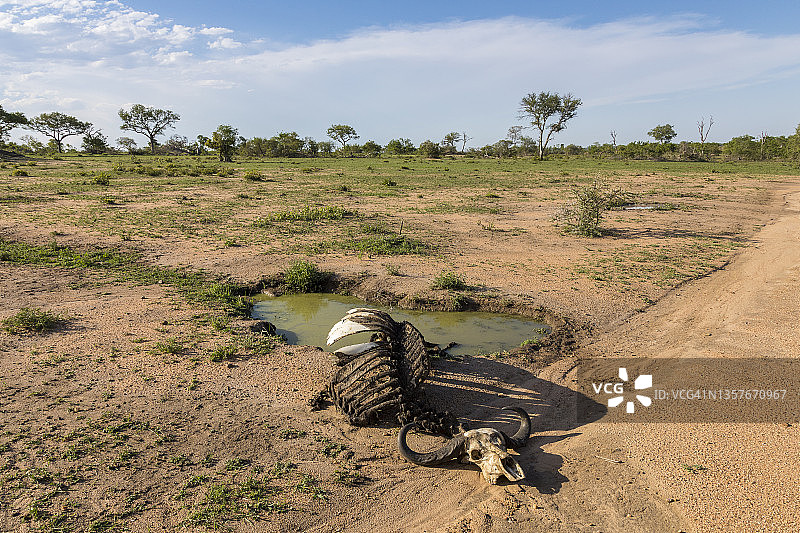 南非普马兰加省萨比沙野生动物保护区内的非洲水牛骨骼图片素材