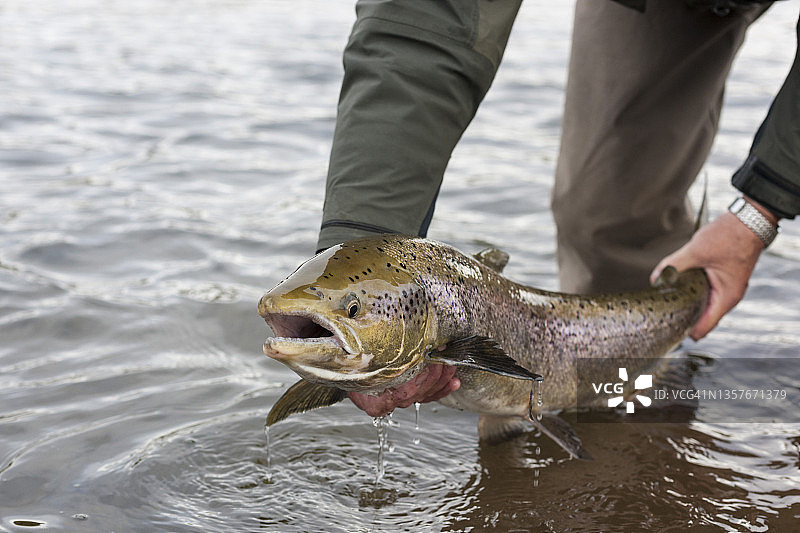 男人拿着大西洋鲑鱼图片素材
