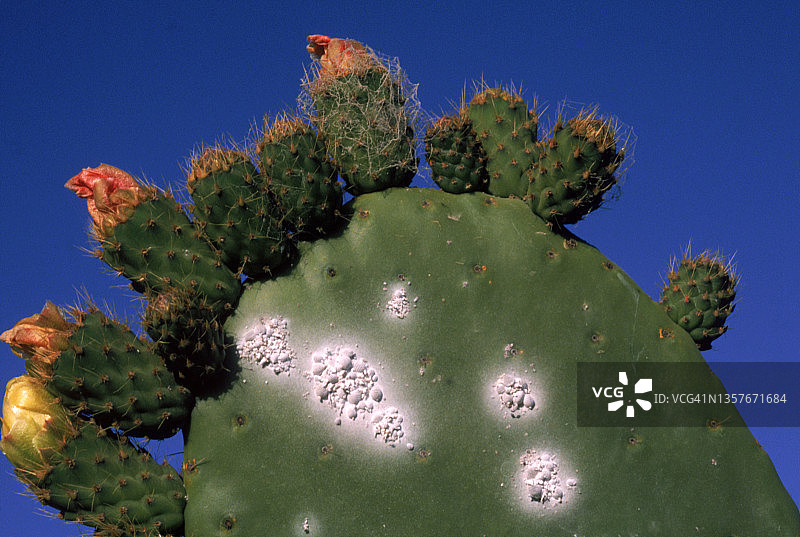 受虫害侵扰的仙人掌图片素材