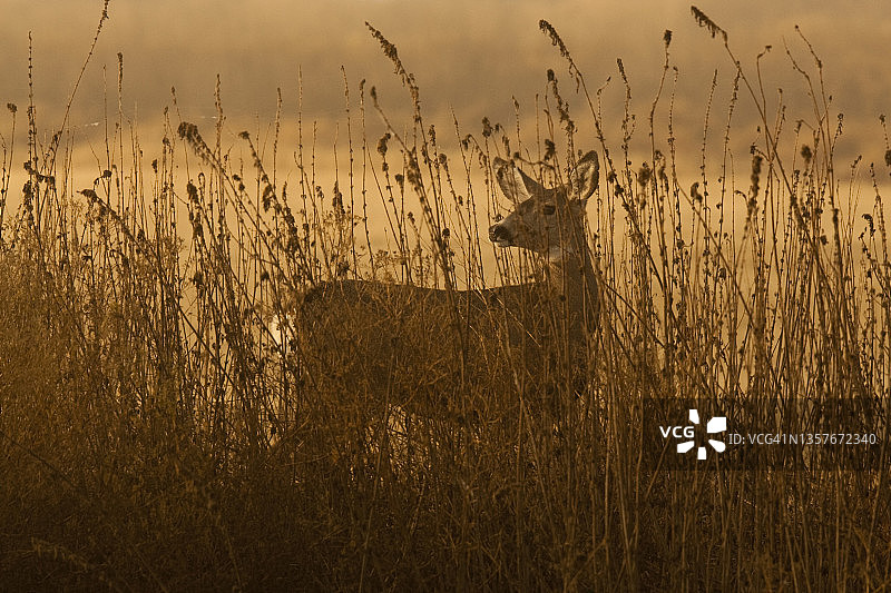 加州北部克拉马斯下游国家野生动物保护区日出时的骡鹿图片素材